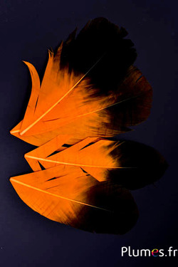 Pétale en plumes - 11-15 x 5-6 cm - orange-noir